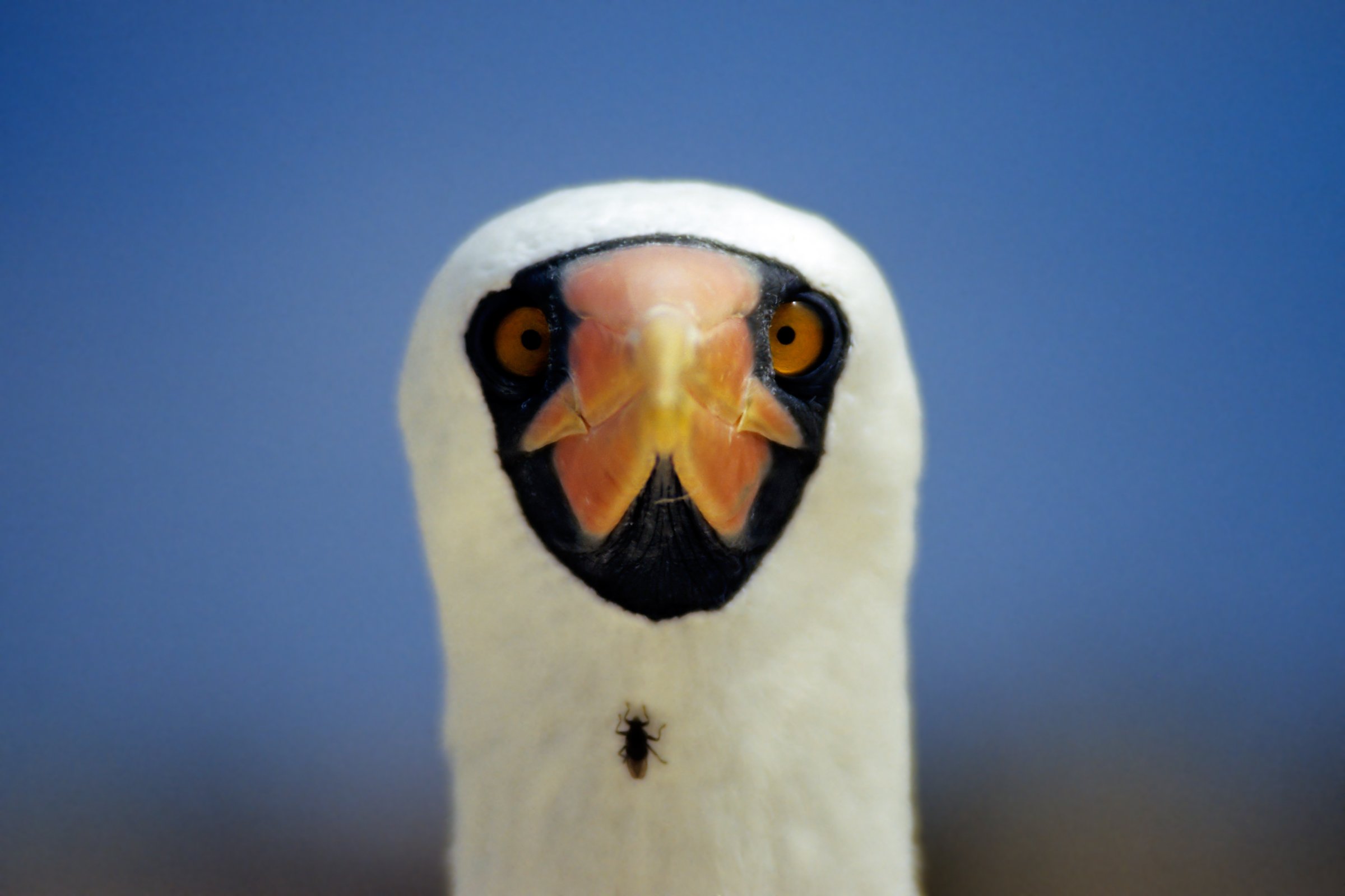 Smart Galapagos