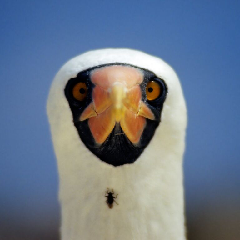 Smart Galapagos