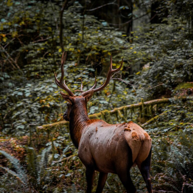 Wildtrail Tours