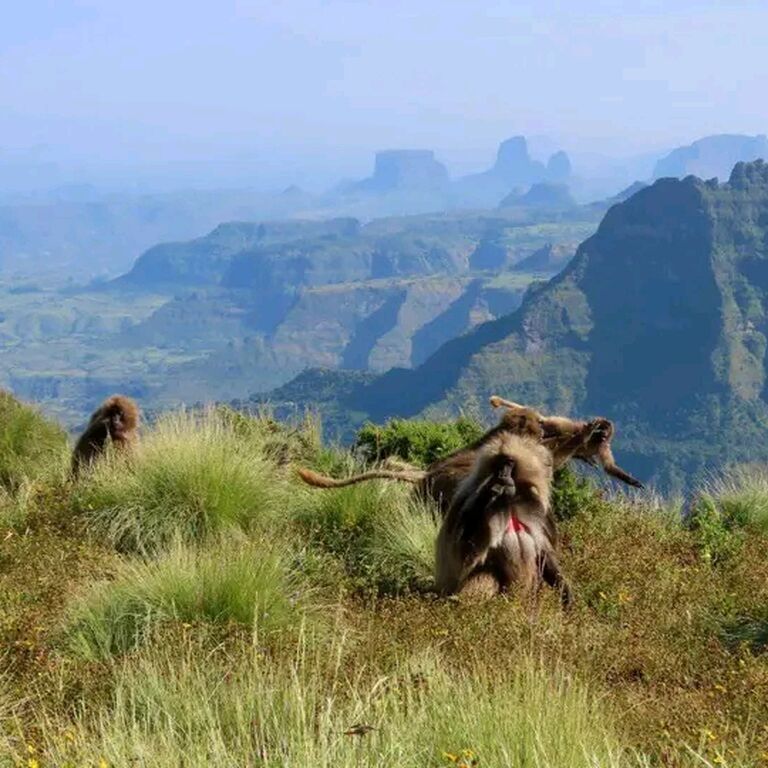 AMICALE ETHIOPIA TOURS