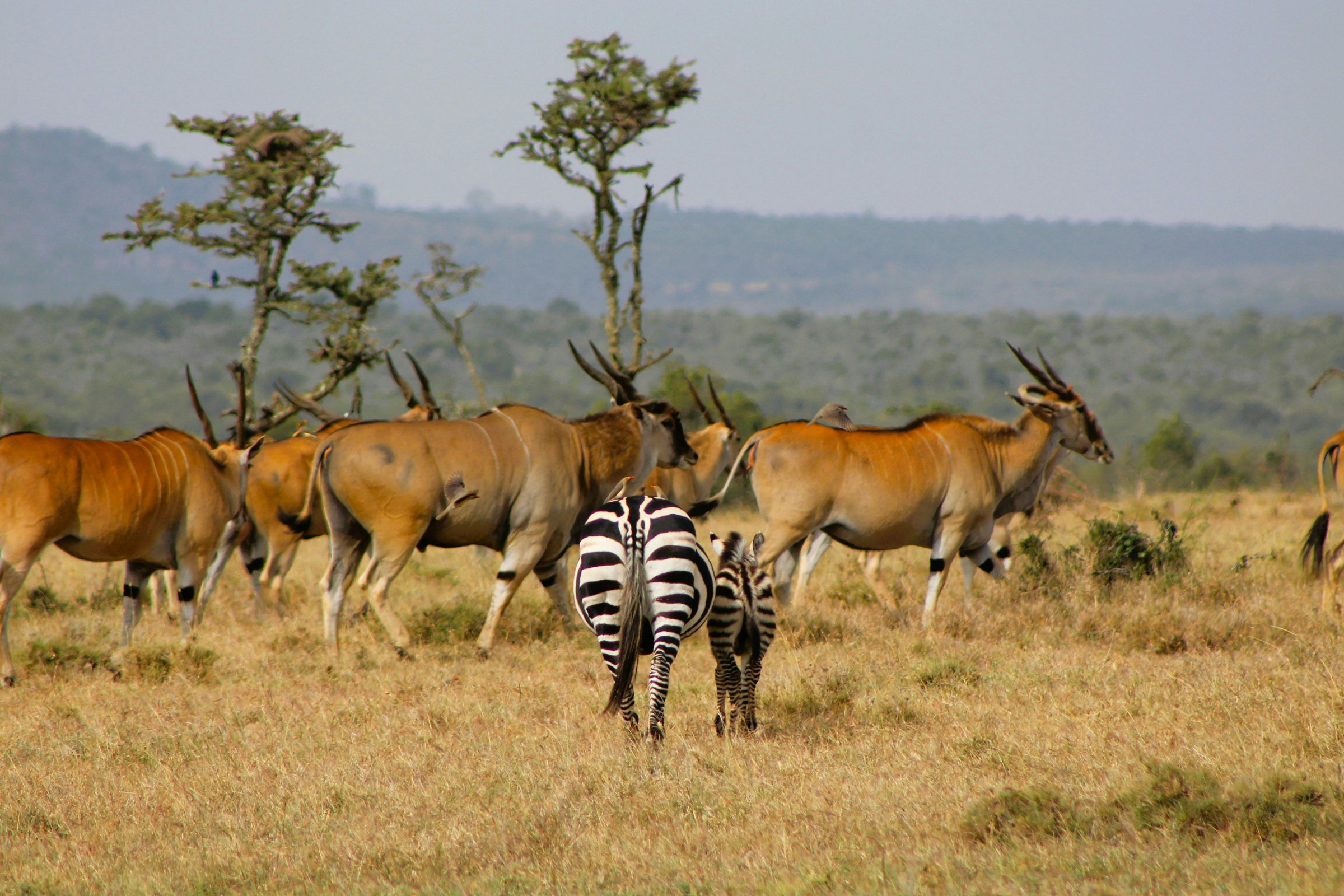 YHA Kenya Travel