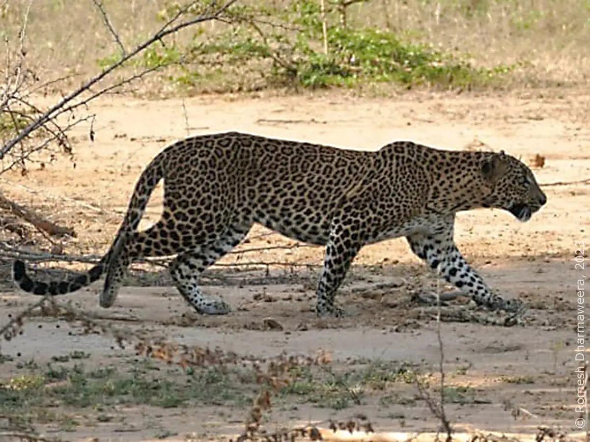srilanka-roundtrip.com