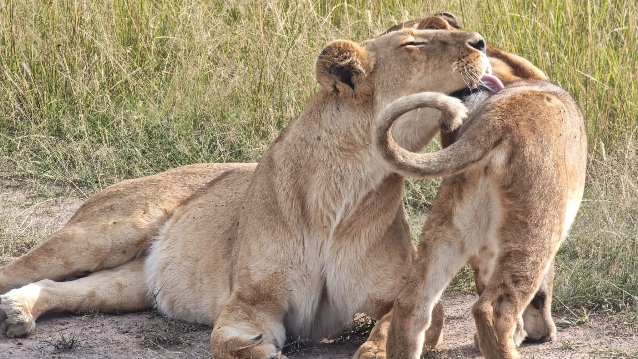 Zanzi African Safaris