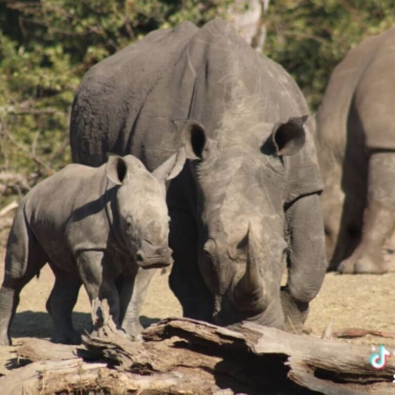 Amiable Tours and Safaris