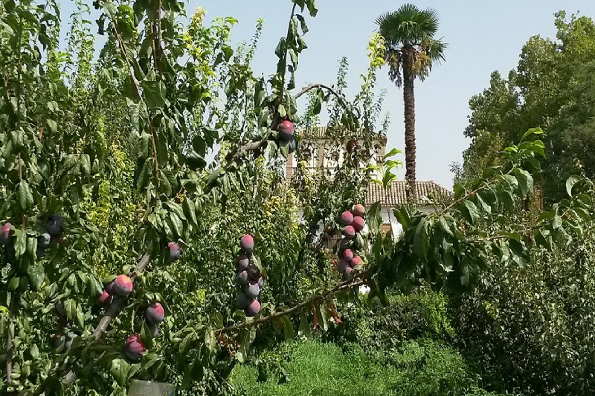 Cortijo del Pino