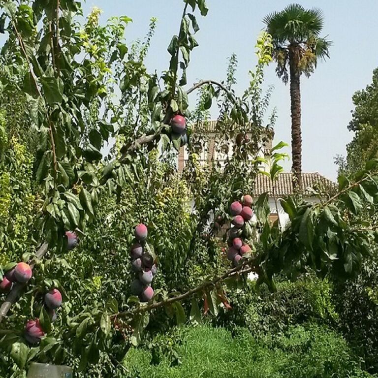 Cortijo del Pino