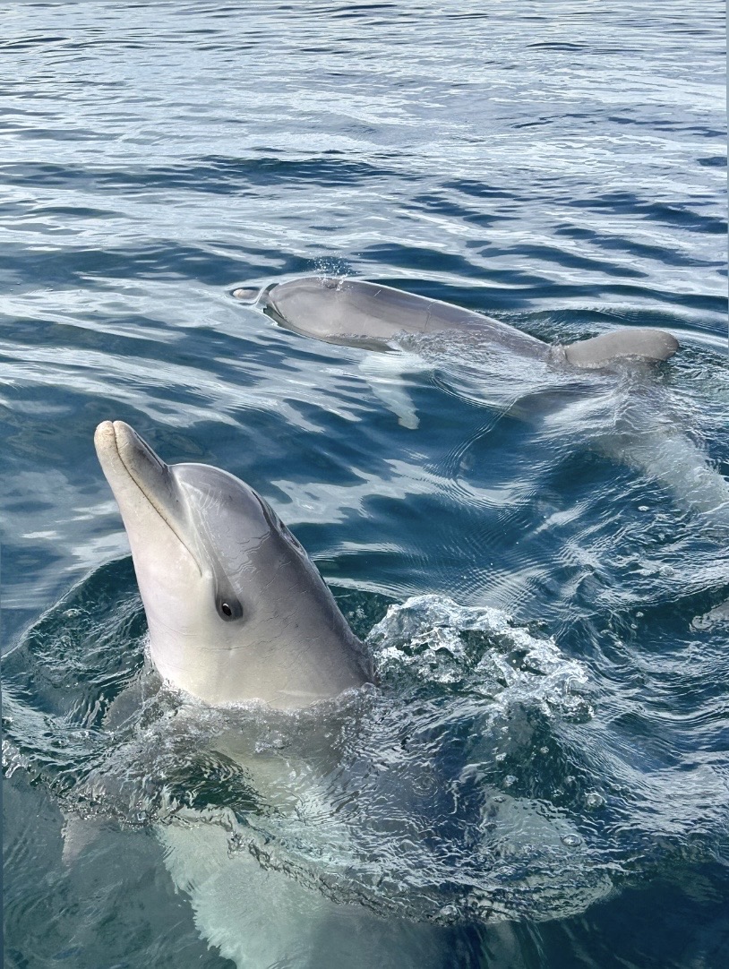 Spencer Gulf Adventures