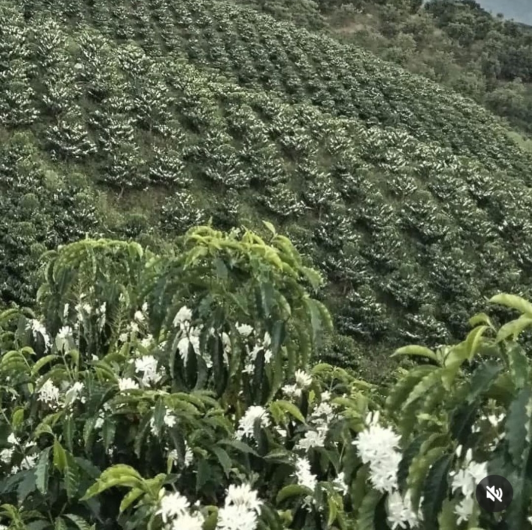 Don Leandro Coffee Farm