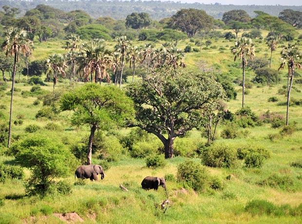 Outstanding Tanzania Safari