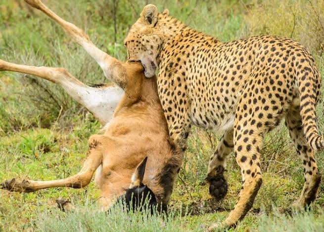 Roma Tours & Safaris Kenya