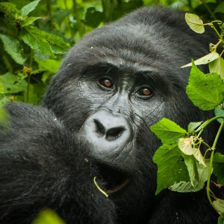 Trek Rwenzori Tours