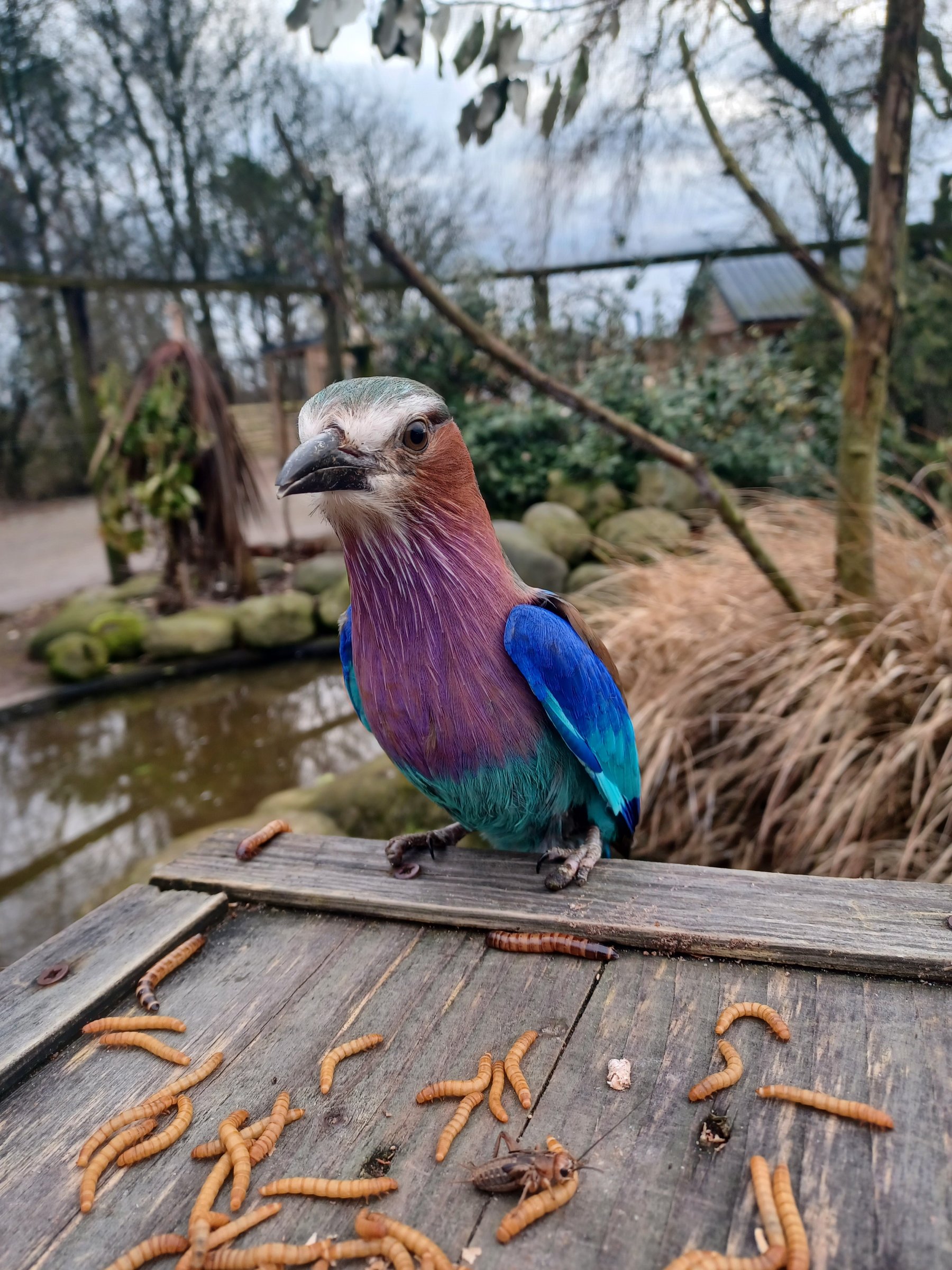 Lakeland Wildlife Oasis