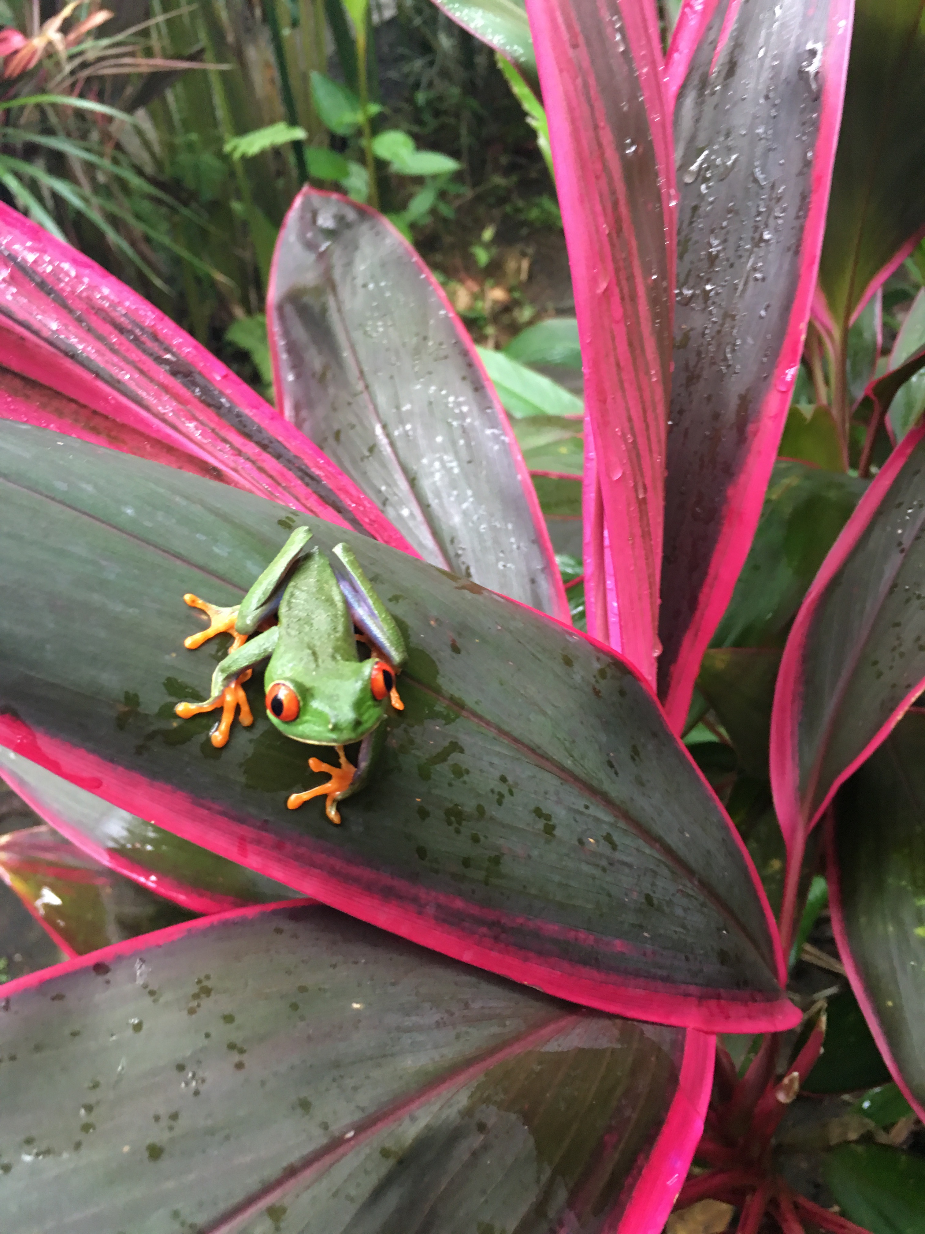 AMAZING COSTA RICA