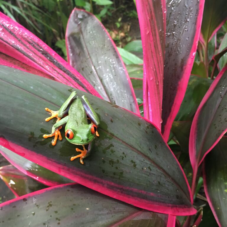 AMAZING COSTA RICA