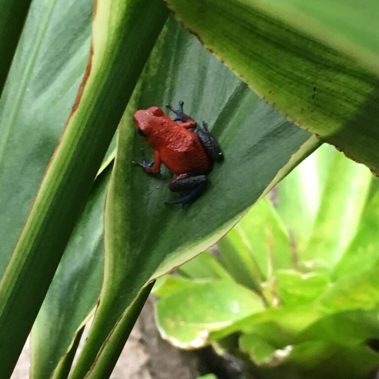 AMAZING COSTA RICA