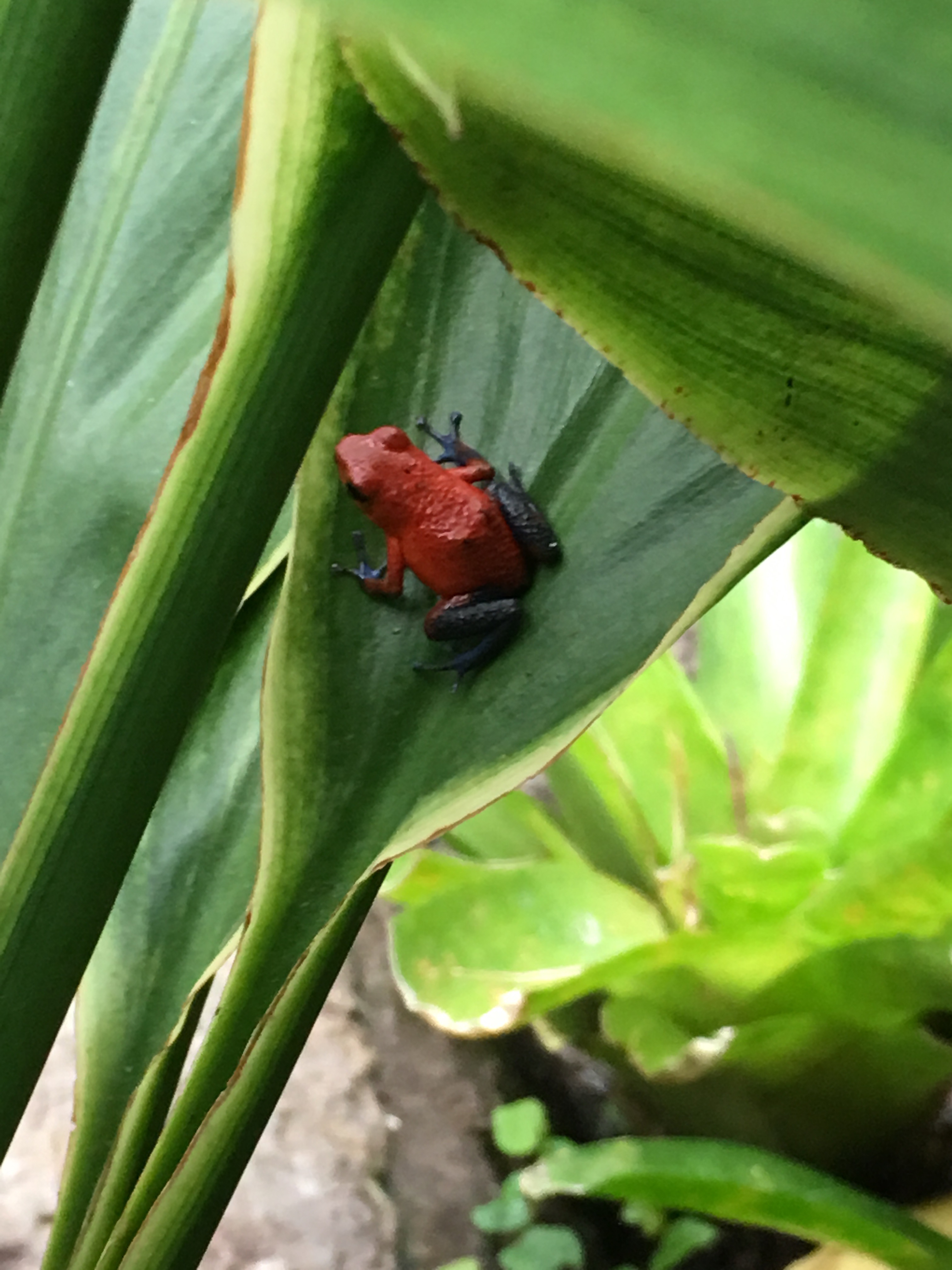AMAZING COSTA RICA
