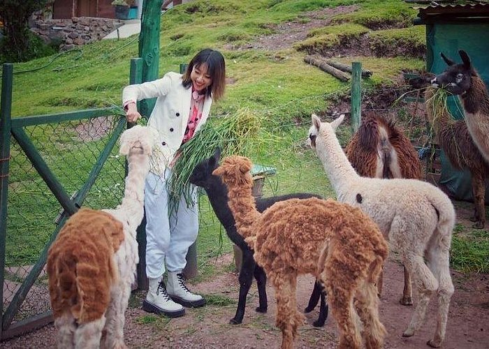 Cochahuasi Animal Sanctuary