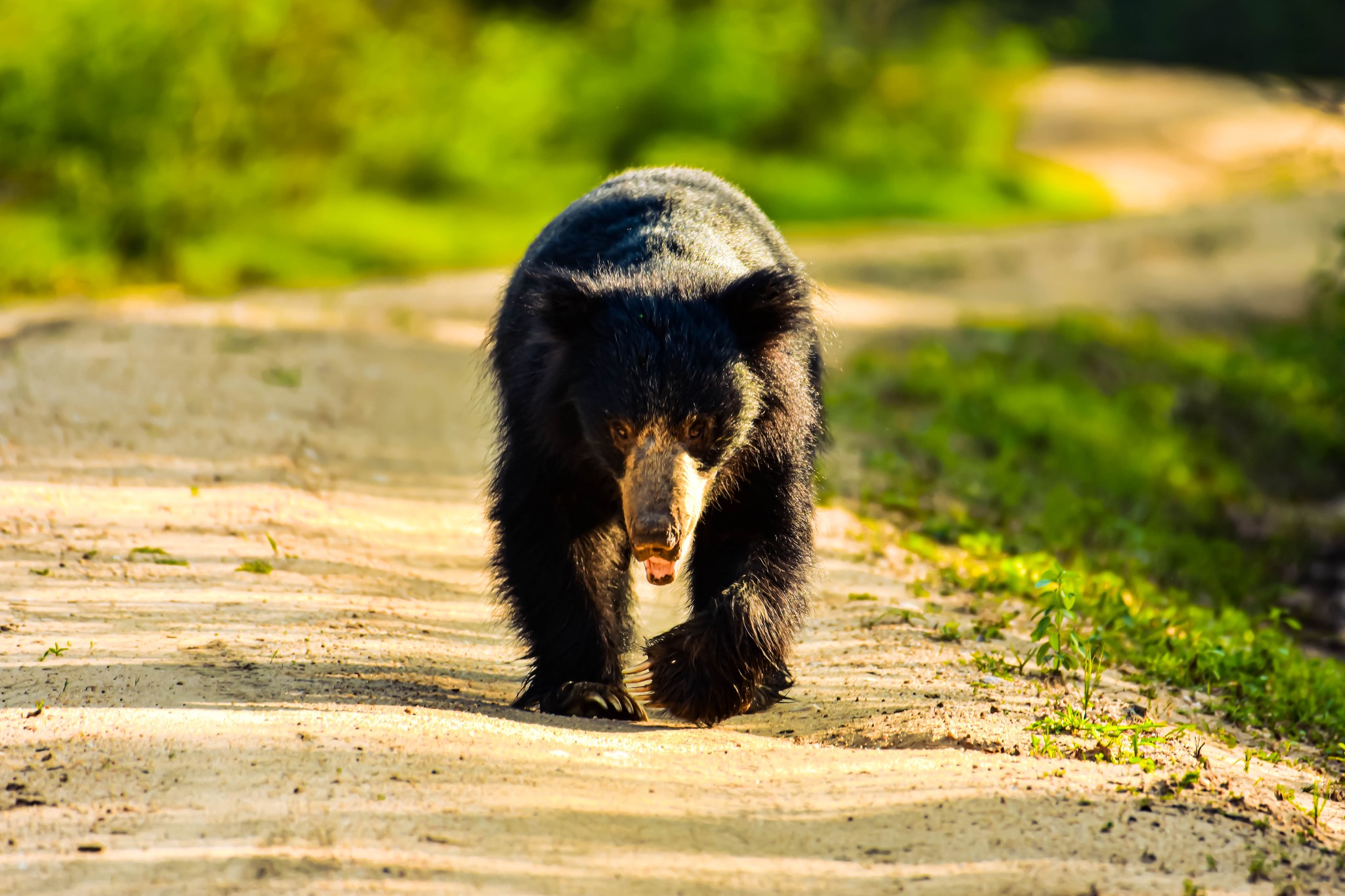 Daya Safari Jeep Service