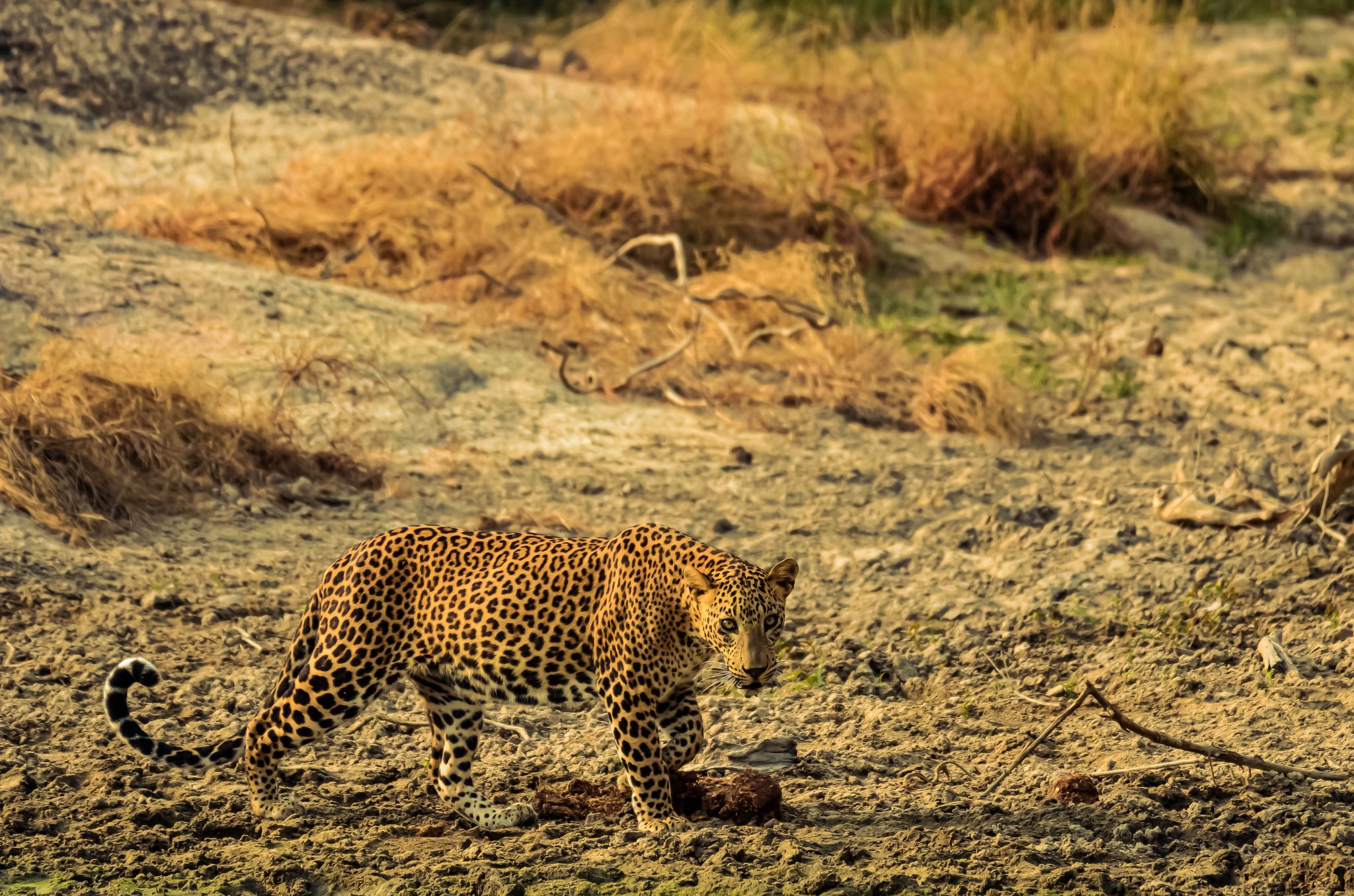 Daya Safari Jeep Service