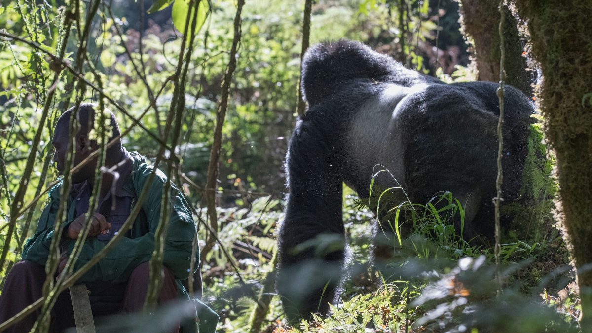 MOUNTAIN GORILLA UGANDA
