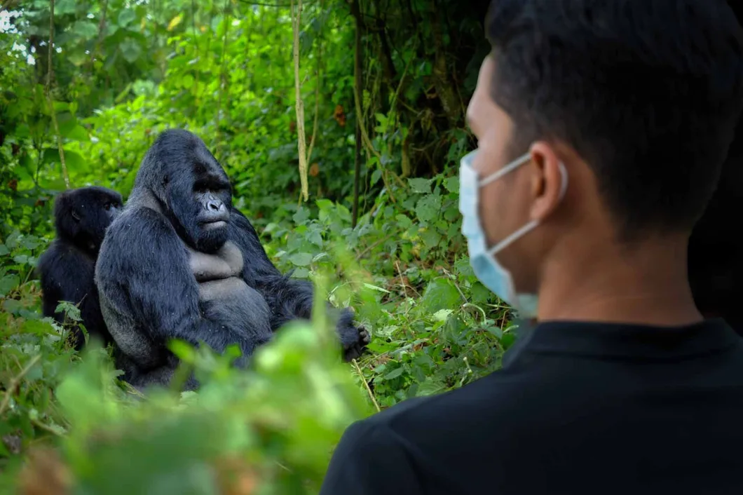 MOUNTAIN GORILLA UGANDA