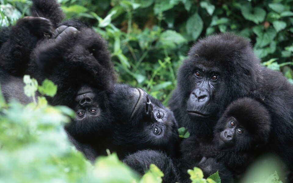 MOUNTAIN GORILLA UGANDA