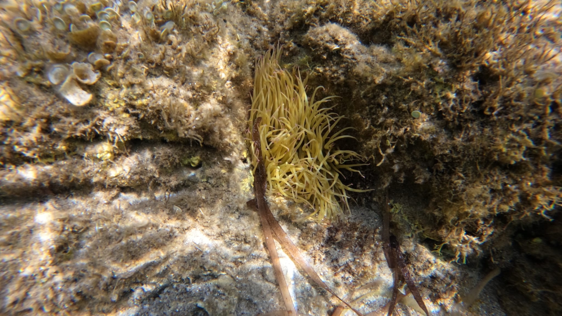 Worldrise SEATY AMP Asinara