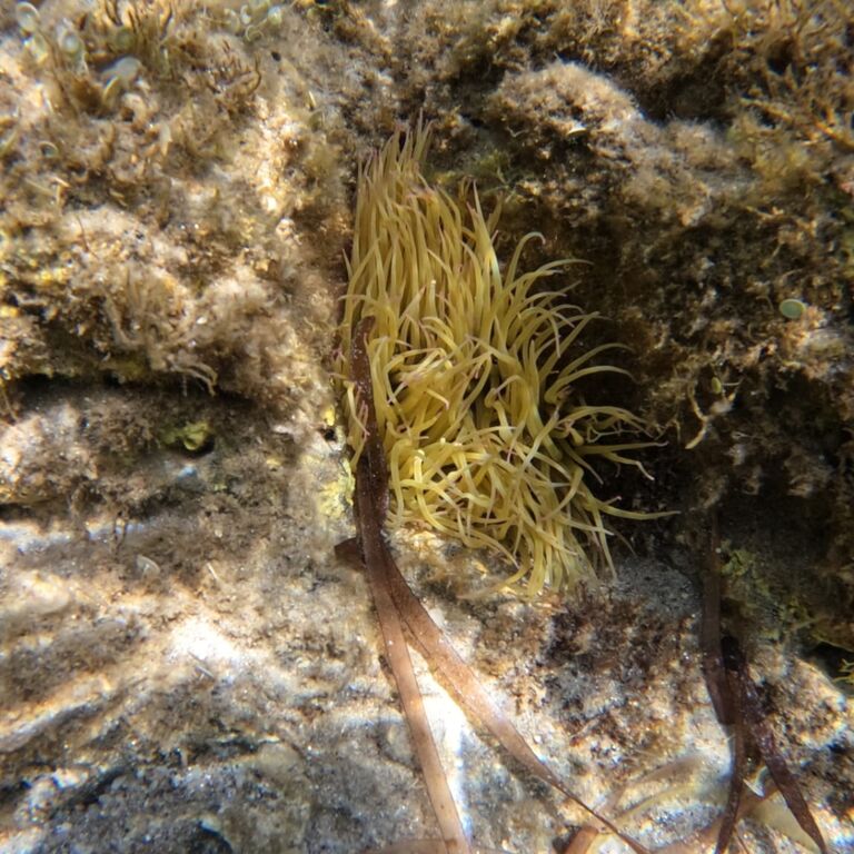 Worldrise SEATY AMP Asinara