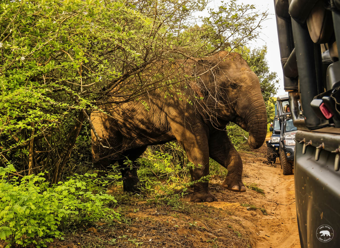 Nimal Safari Yala