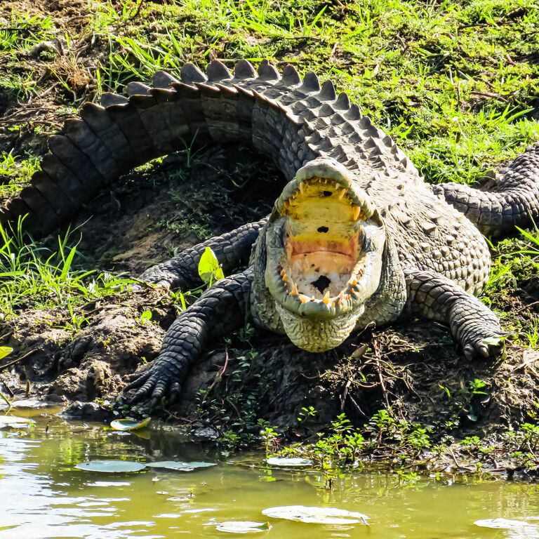 Nimal Safari Yala