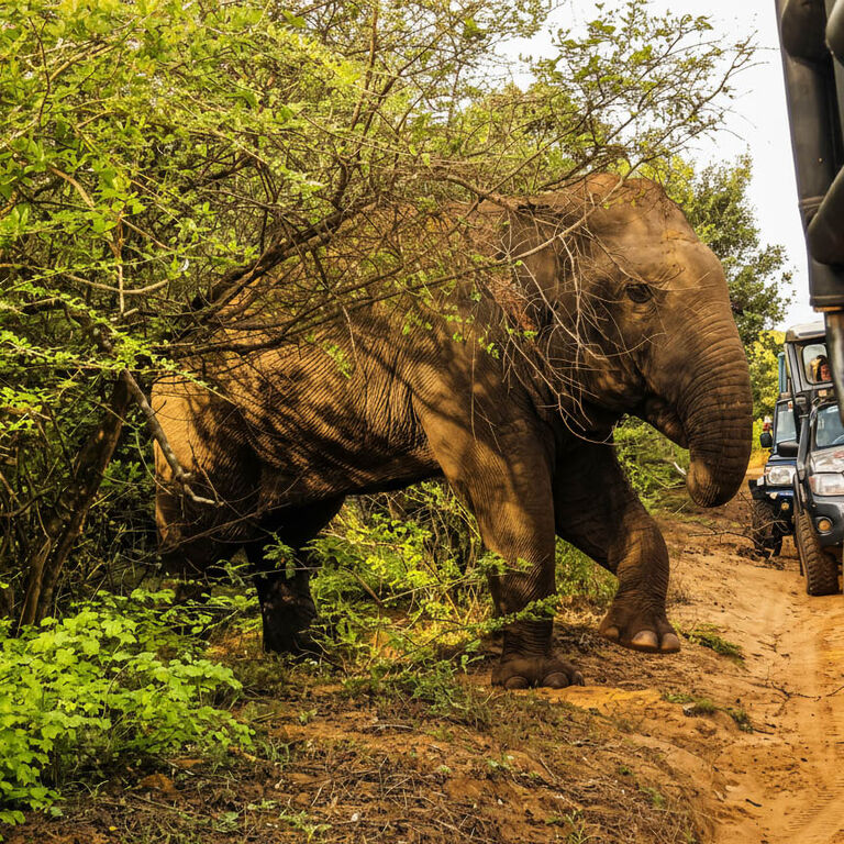 Nimal Safari Yala