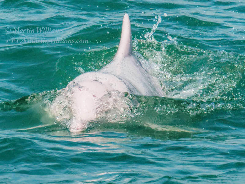 Hong Kong Dolphinwatch