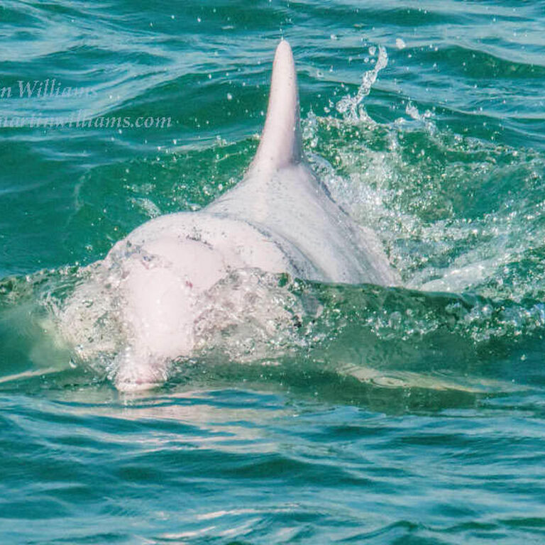 Hong Kong Dolphinwatch