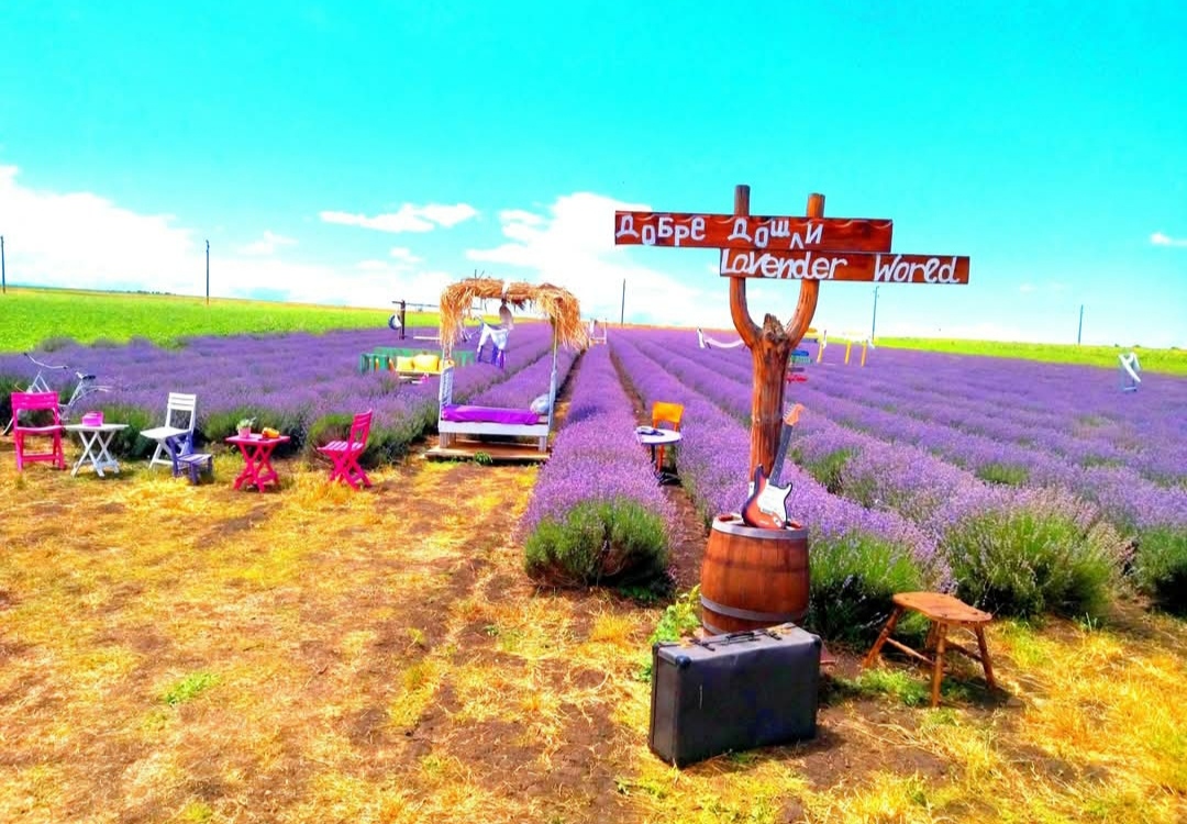 Lavender World