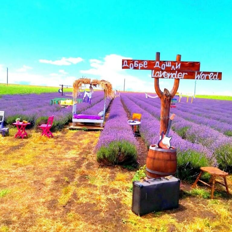 Lavender World