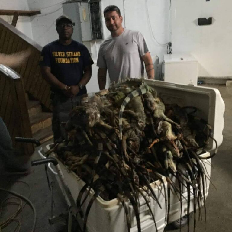 huntiguana.com Puerto Rico