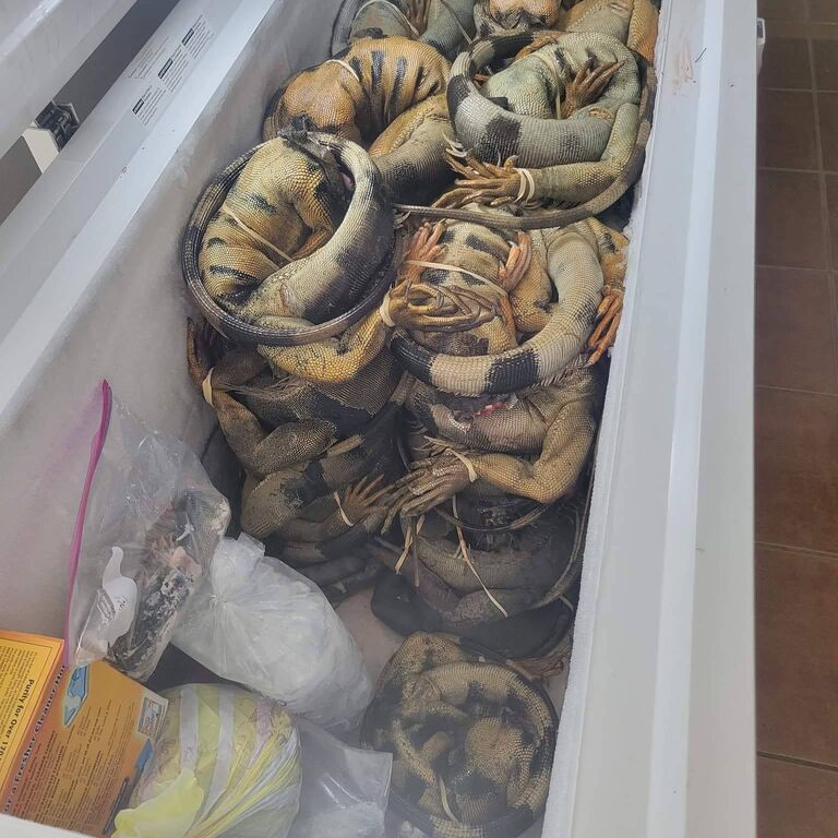 huntiguana.com Puerto Rico