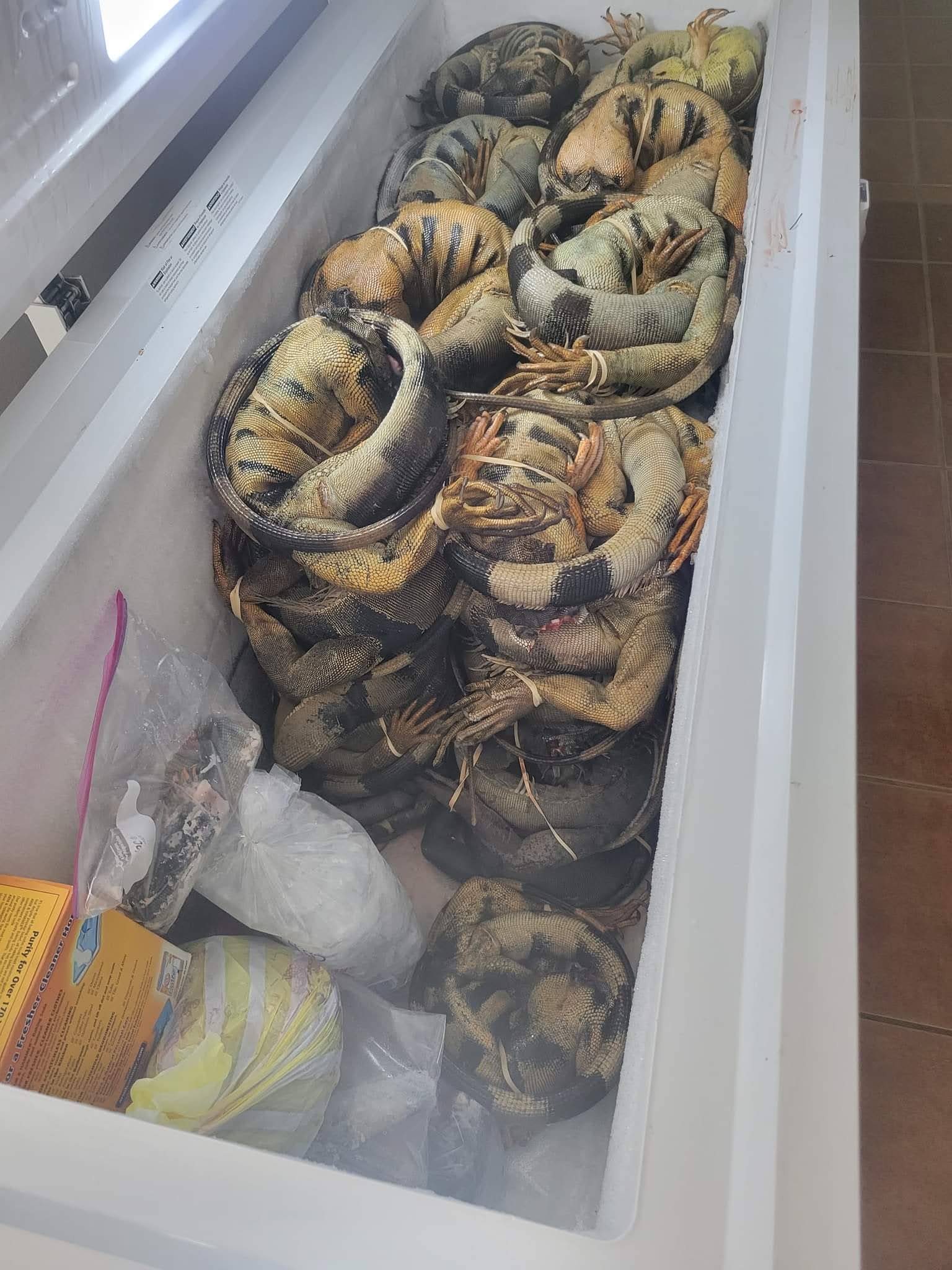 huntIguana.com