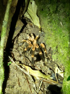 Pablo's Natural Tour