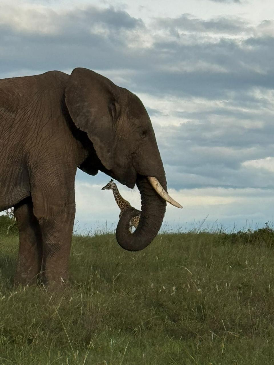 Tourite Safaris
