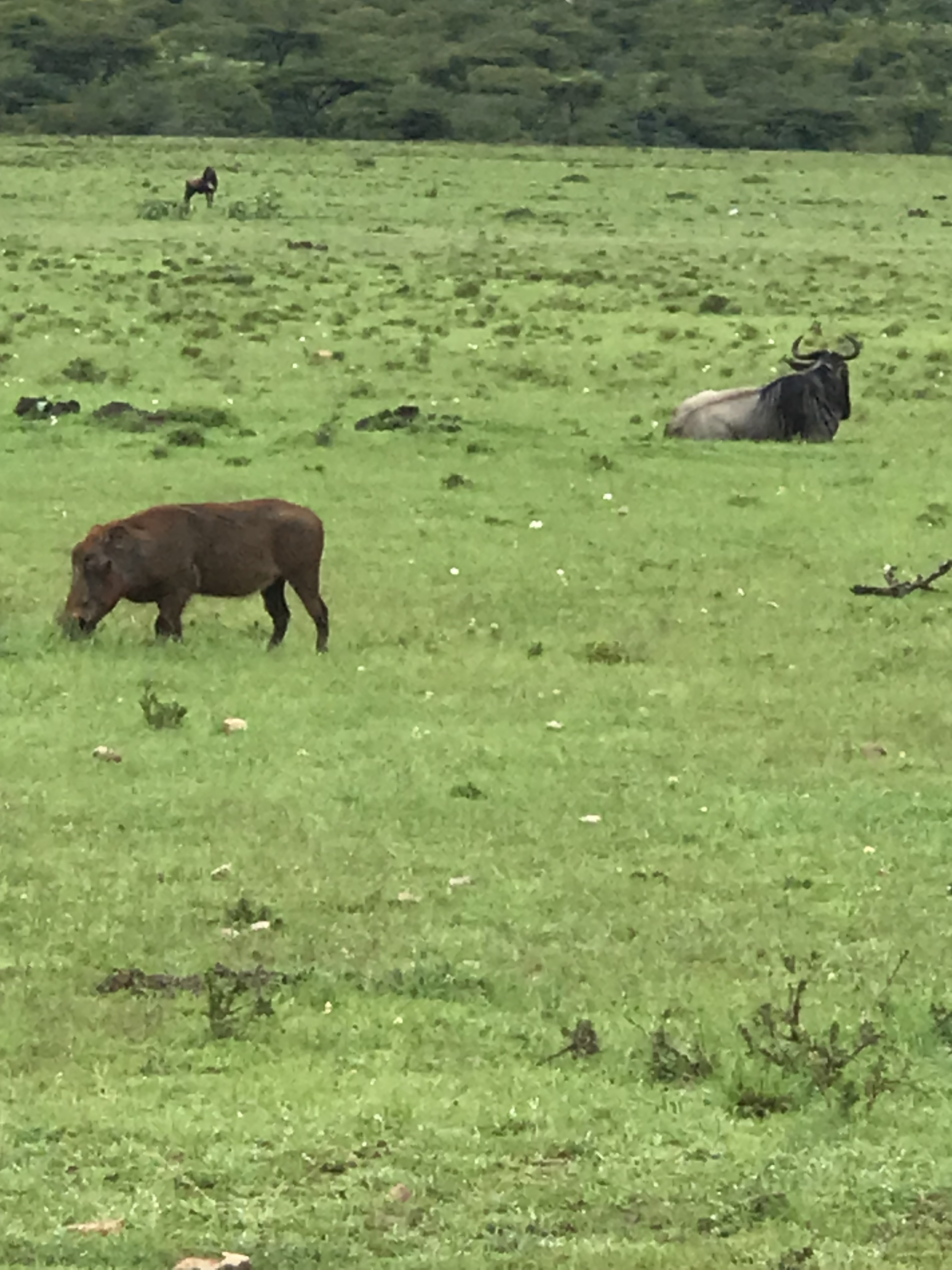 Tourite Safaris