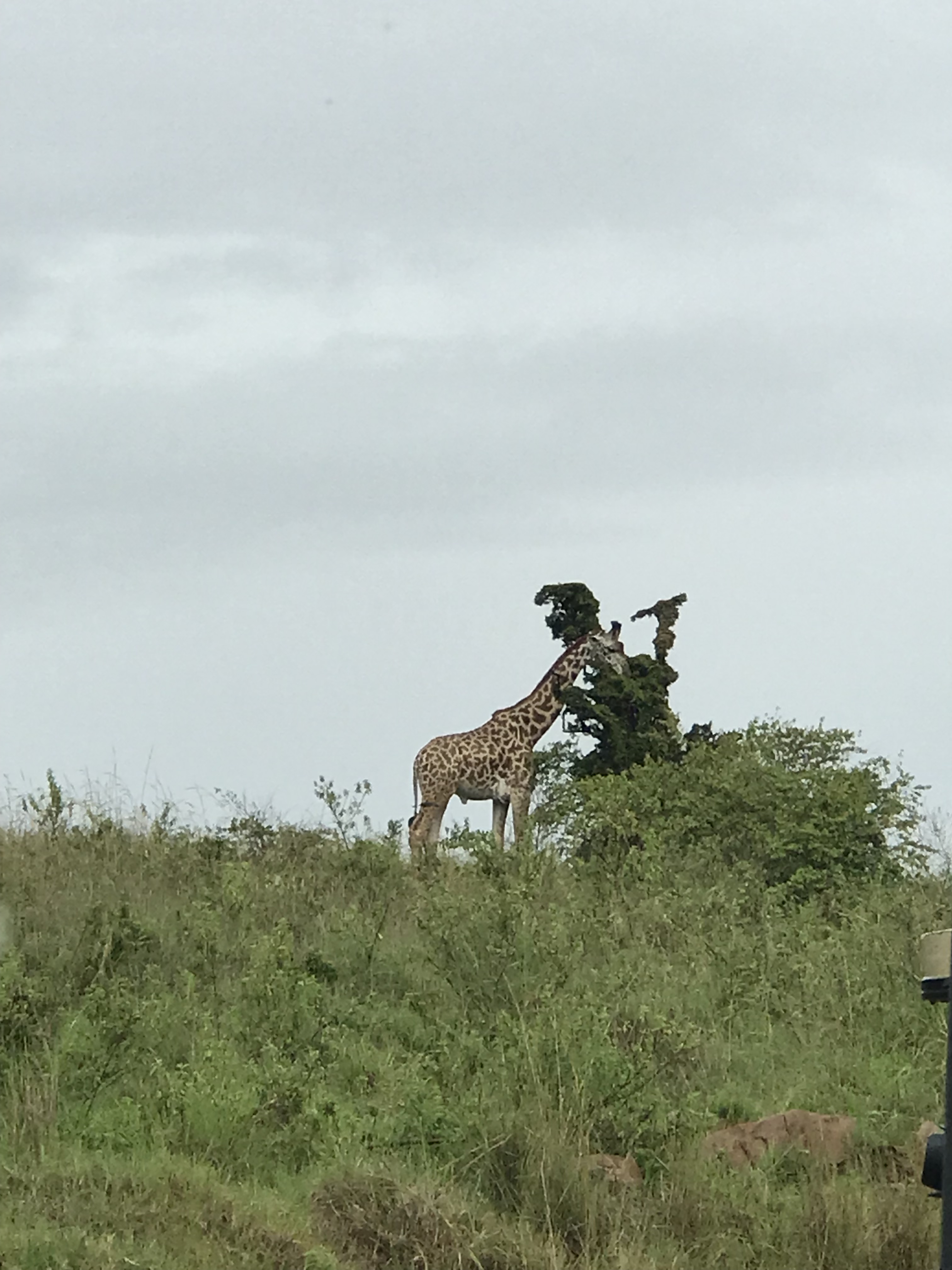 Tourite Safaris