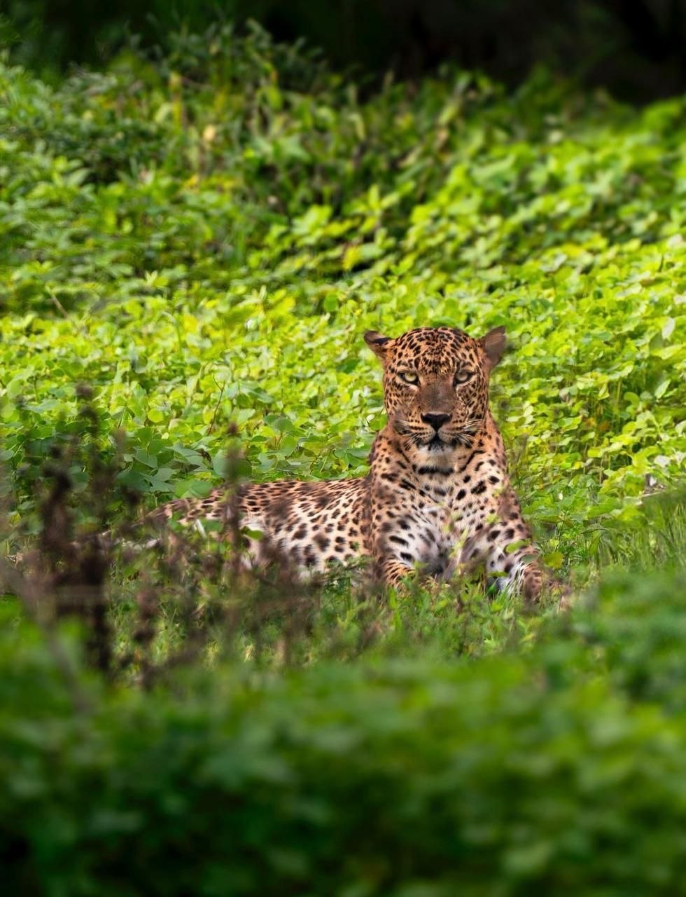 W mango safari tours