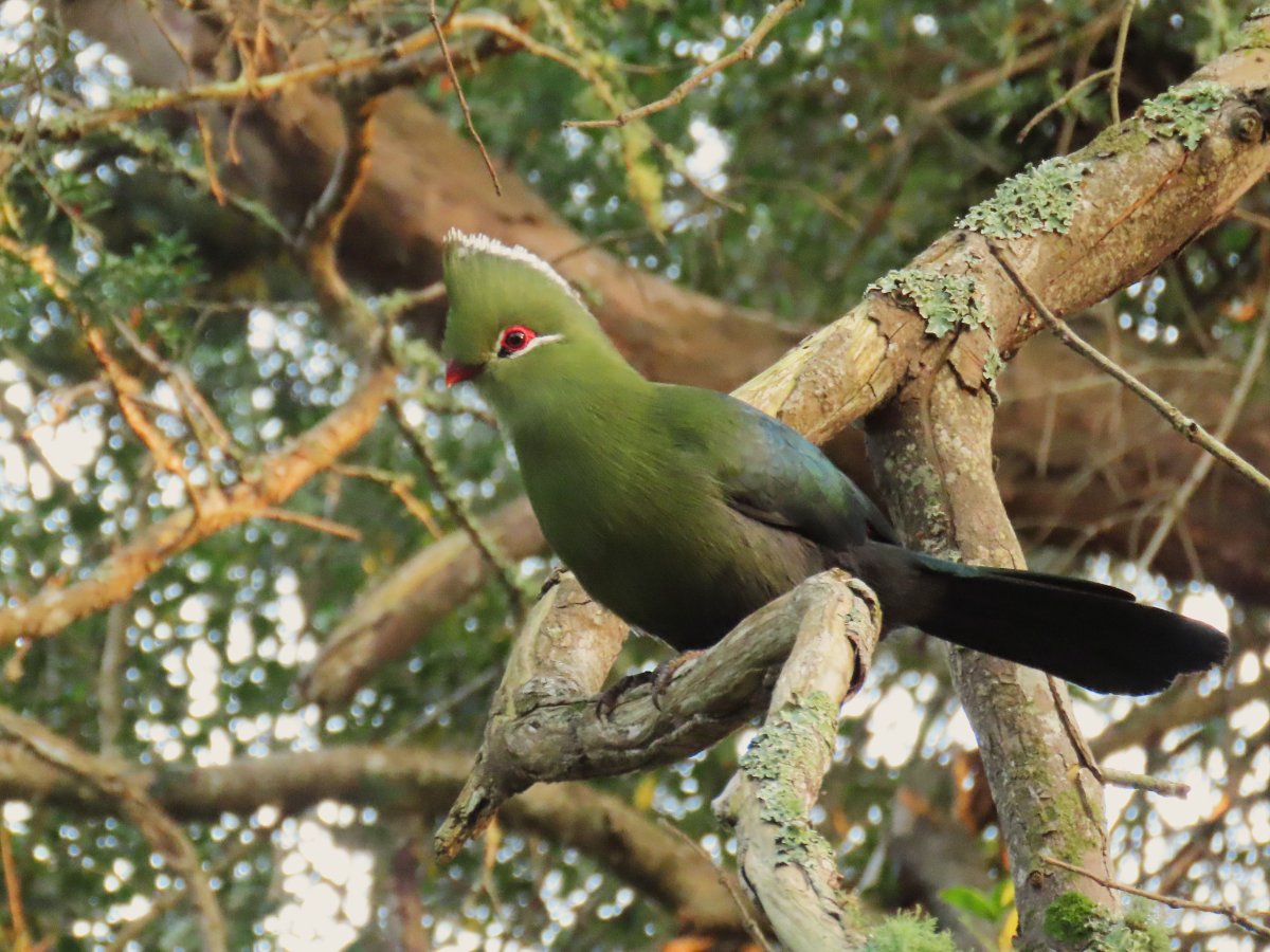 Explore Eden (Birding)