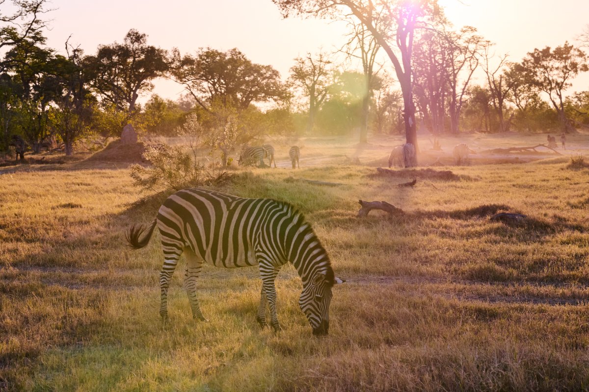 Moremi Game Reserve