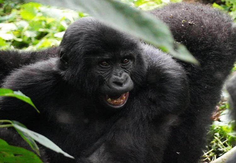 Gorilla Consultants Limited
