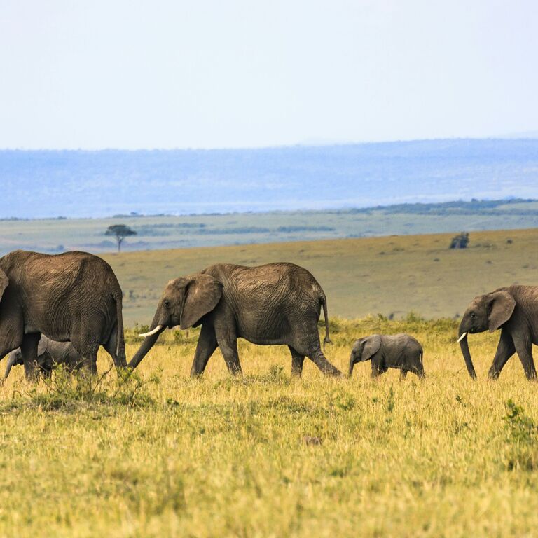 DREAM VOYAGE SAFARIS