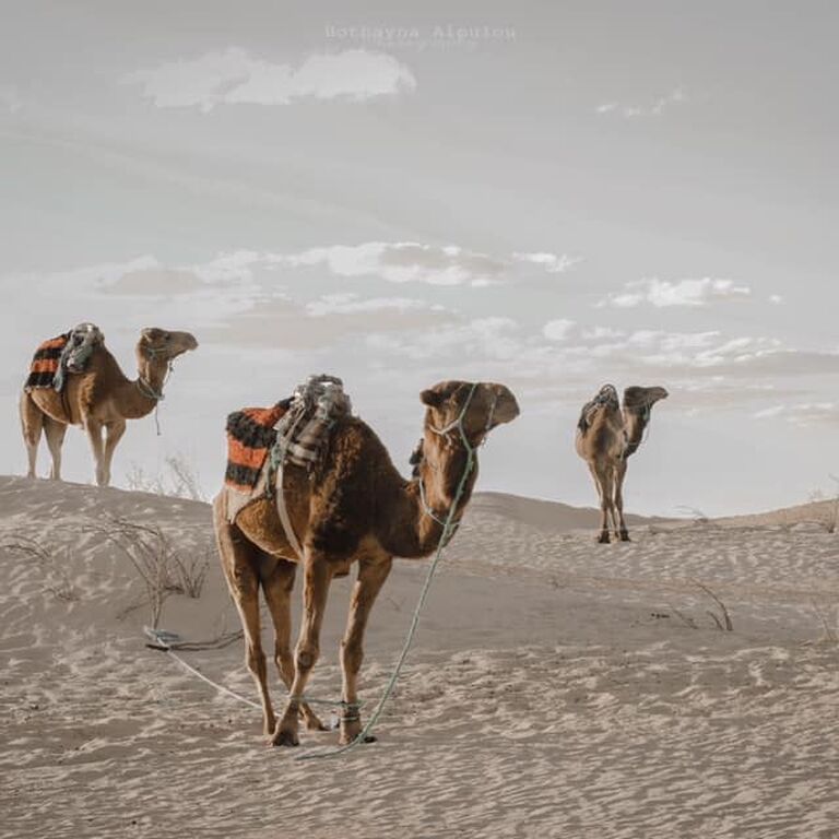 DEPART TRAVEL SERVICES