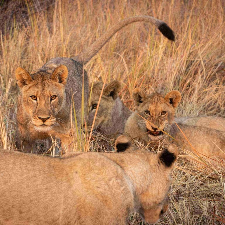 Verdanti Africa