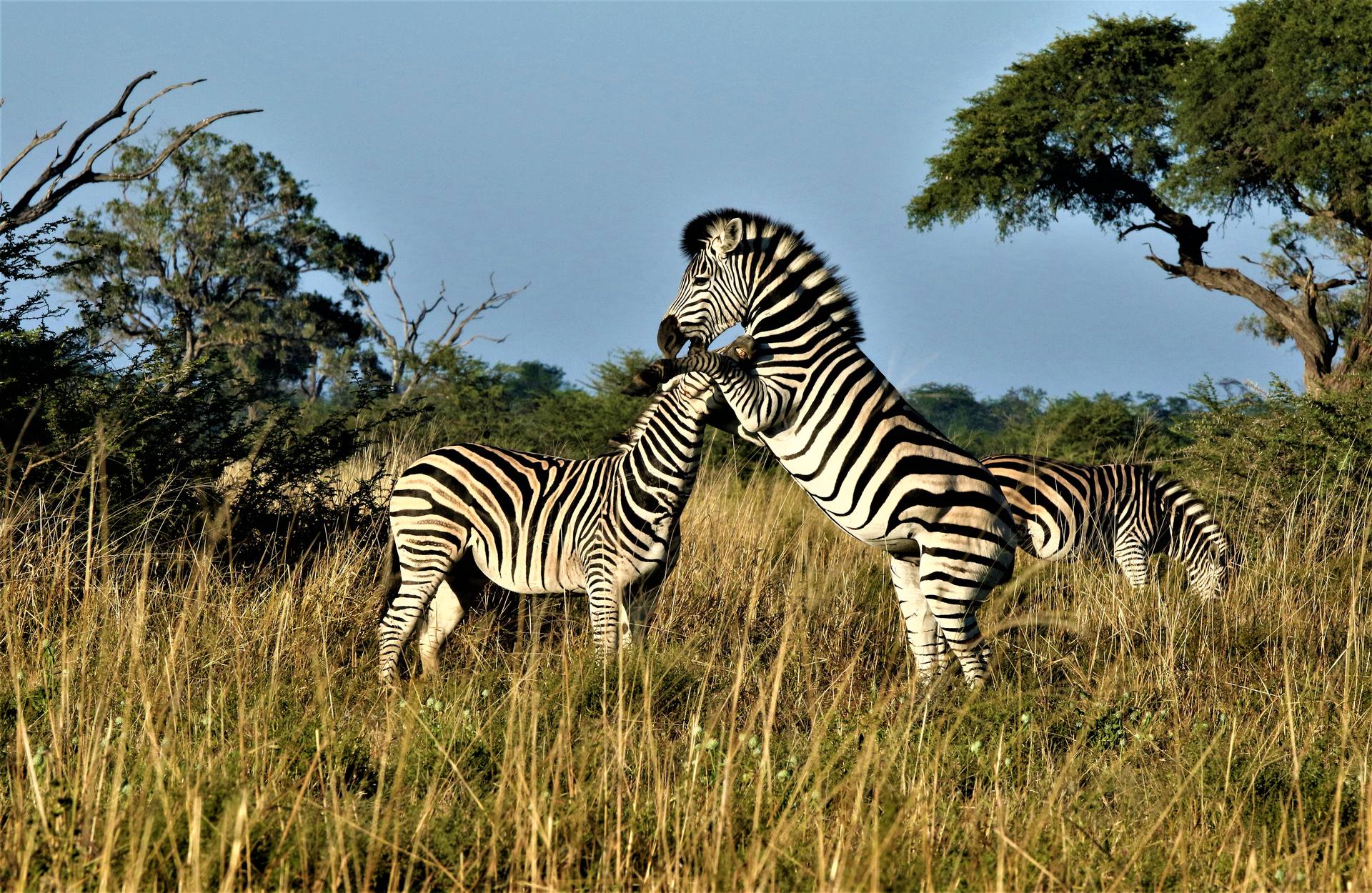 Marvelous Mobile Safari